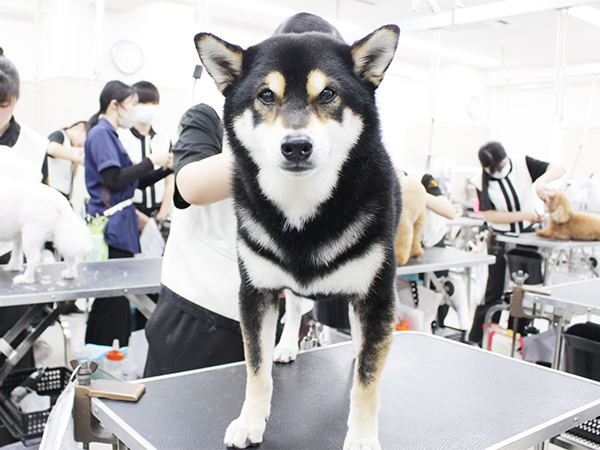 ☆お客様犬のトリミング☆